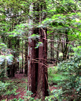 Redwoods in Motion
